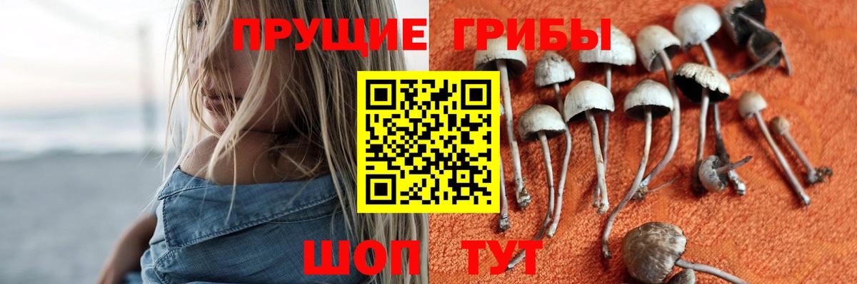 Галлюциногенные грибы Psilocybine cubensis  Вход с VPN  Тосно  Псилоцибиновые грибы мицелий 